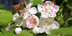 The Best Trees for Bees and Pollinators
