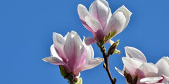 Best Trees for Year-Round Interest