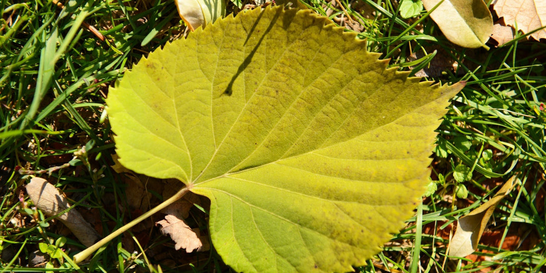Fallen leaf