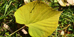 Why Is My Tree Losing Leaves in Summer?