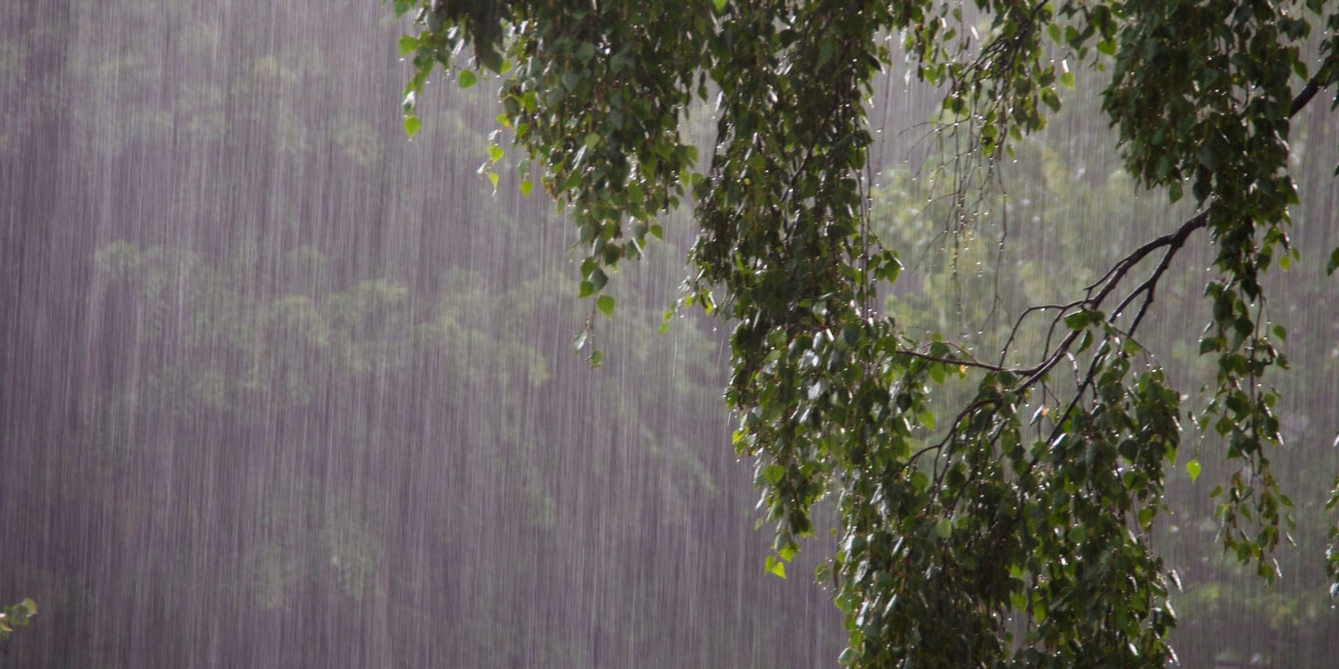 How to Protect Your Trees from Heavy Autumn Rain