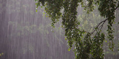 How to Protect Your Trees from Heavy Autumn Rain