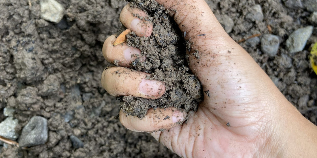 Heavy clay soil