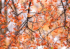 7 Tree Planting Mistakes to Avoid in Autumn