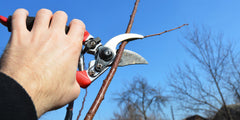 Autumn pruning: trees and shrubs