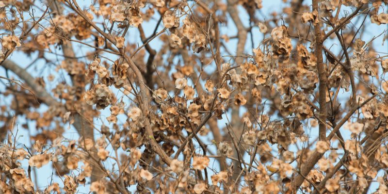 How to Revive a Struggling Tree: A Step-by-Step Guide – Mail Order Trees