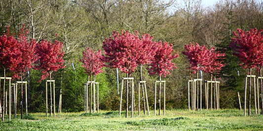 Rowan trees growing and spaced out correctly