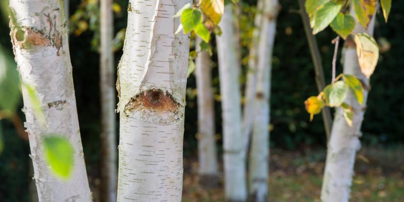 Silver birch trees