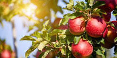 Creating a Small Orchard: What to Plant and How to Space It