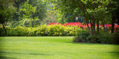 Spring Tree Care Checklist
