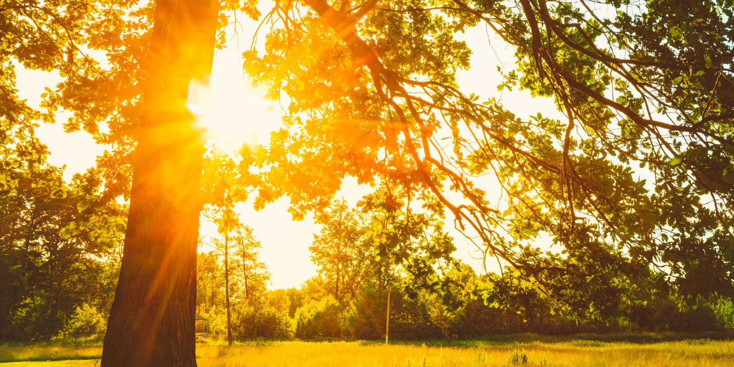 Summer sun on a tree