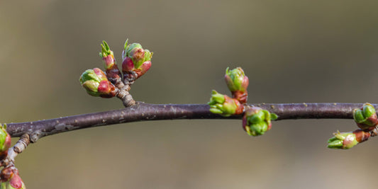 Tree buds on a branch