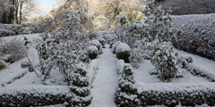 Making your winter garden glow