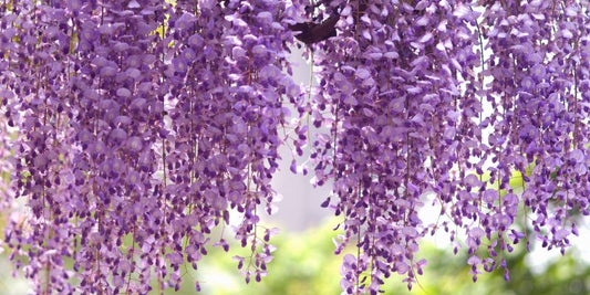 Wisteria growing