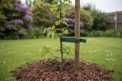 How to Spot Transplant Shock in Trees