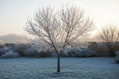 How to Protect Young Trees from Frost and Winter Winds