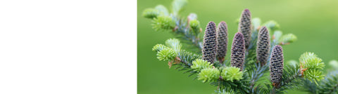 Cedrus - Cedar Trees