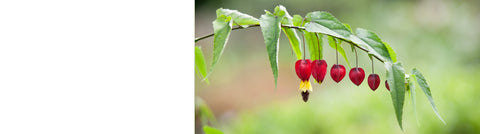 Solanum - Chilean Potato Tree