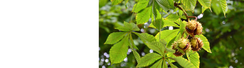 Aesculus - Horse Chestnut Trees