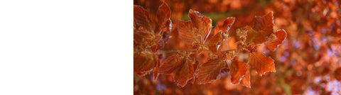 Ornamental Trees