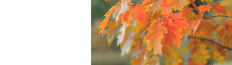 Sorbus - Rowan Trees