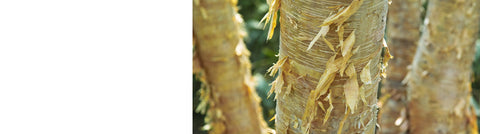 Ornamental Trees