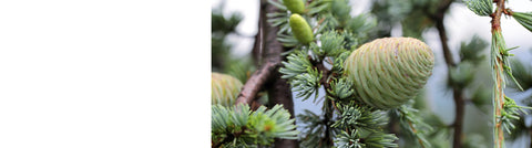 Conifers