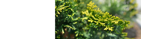 Conifers