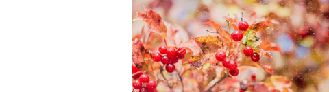 Whitecurrant Plants