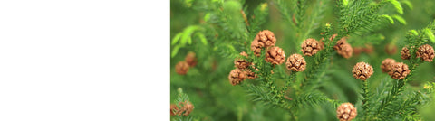 Cedrus - Cedar Trees