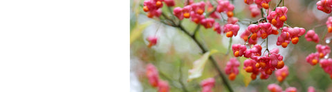 Laurus - Bay Tree