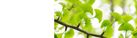 Metasequoia - Dawn Redwood Trees