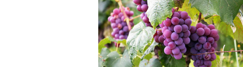 Kiwi Fruit Plants
