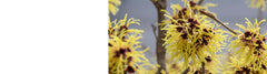 Hamamelis - Witch Hazel