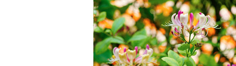 Abutilon - Trailing Abutilon