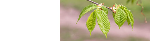 Fagus - Beech Trees
