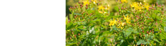 Hypericum - St Johns Wort Plants