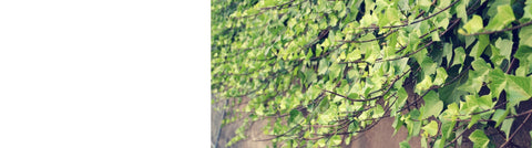 Climbing Plants