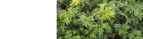 Conifers