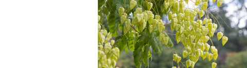 Gleditsia - Honey Locust Trees