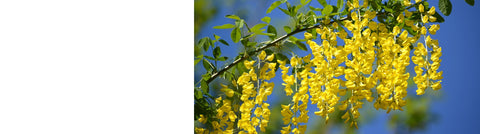 Gleditsia - Honey Locust Trees