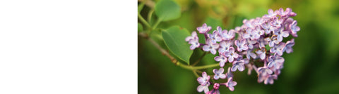 Weigela Plants