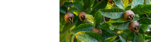 Fig Trees