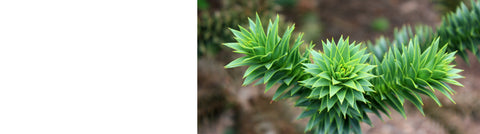 Conifers