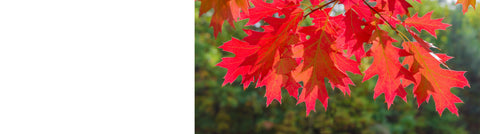 Ornamental Trees