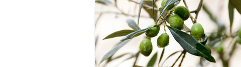 Hazelnut and Filbert Trees