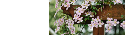 Abutilon - Trailing Abutilon