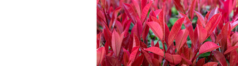 Laurus - Bay Tree