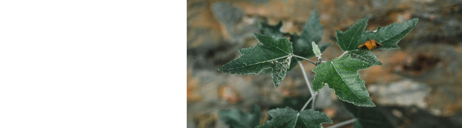 Poplus - Poplar Trees