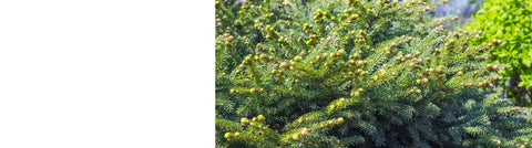 Cedrus - Cedar Trees